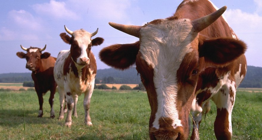 В Азербайджане проведут идентификацию животных