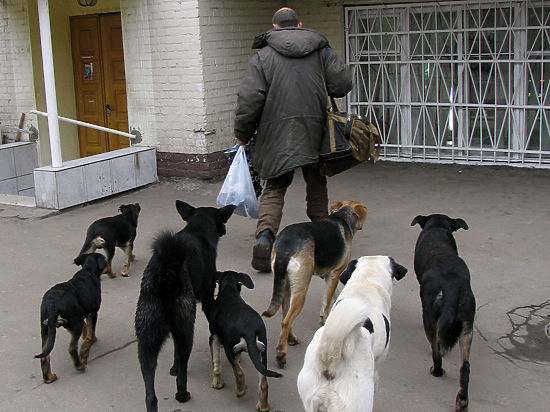 В Дашкесане избили мужчину, спрятавшегося в чужом доме от диких собак
