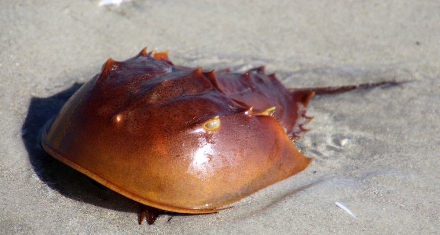 У существ возрастом 400 миллионов лет нашли современные глаза