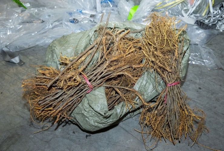 Çindən Azərbaycana 1 milyon ədəd tut tingi gətirilib