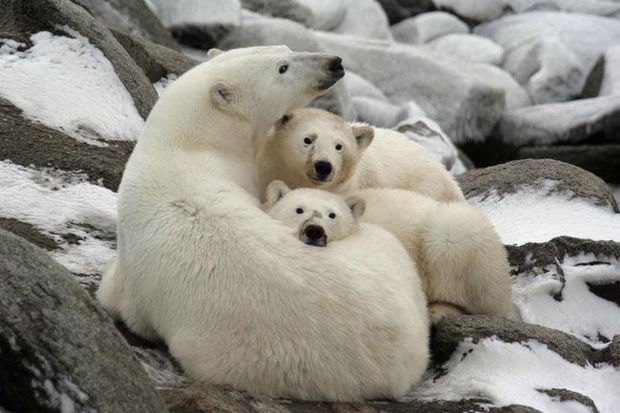 Çukotkada 56 ağ ayı buzların əsiri oldu – VİDEO