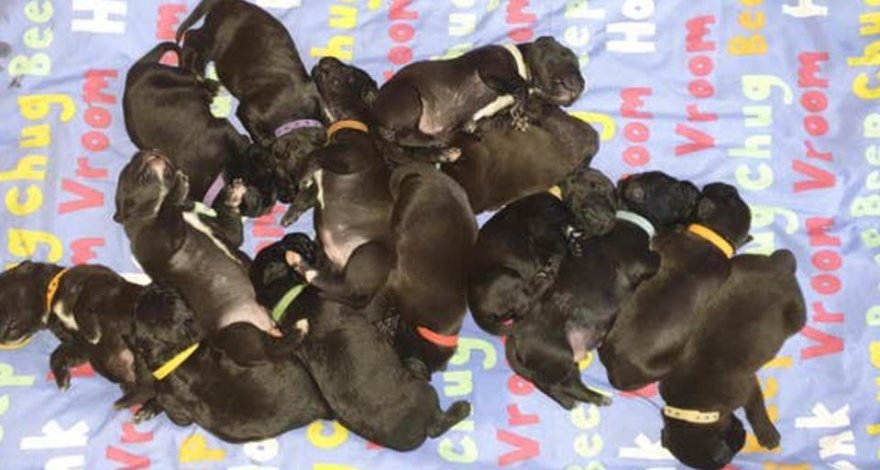 Родившая 21 щенка собака может стать мировым рекордсменом