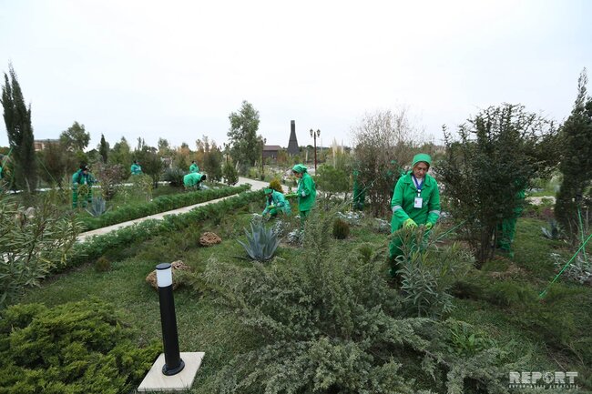 Azərbaycan neftçiləri bir gündə 100 min ağac əkməyə başlayıb