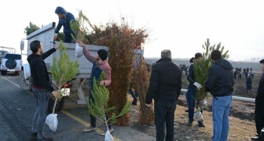 В прифронтовой зоне проведена акция по посадке деревьев - ФОТО