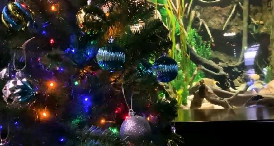 Рождественскую елку подключили к электрическому угрю - ВИДЕО