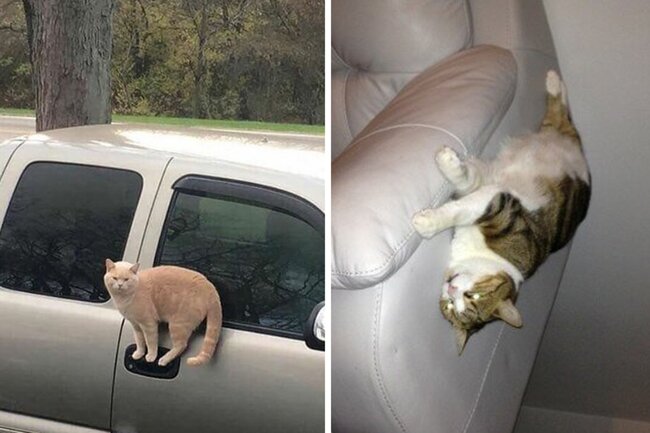 Bu pişiklər fizika qanunlarına tabe olmaq istəmir - MARAQLI FOTOLAR