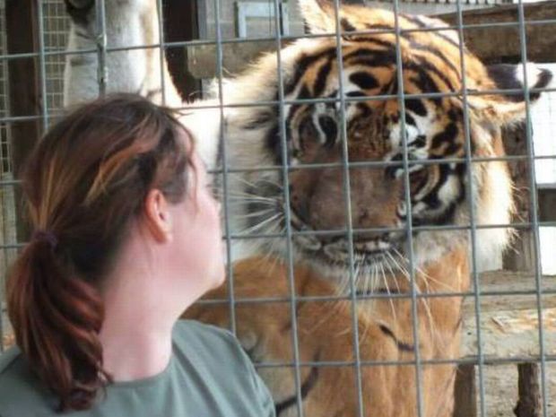 Тигры решили поиграть и изувечили вырастившую их смотрительницу