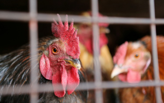 Uşağın gözü önündə toyuğu vəhşicəsinə öldürdu - 5 il HƏBS CƏZASI ALDI