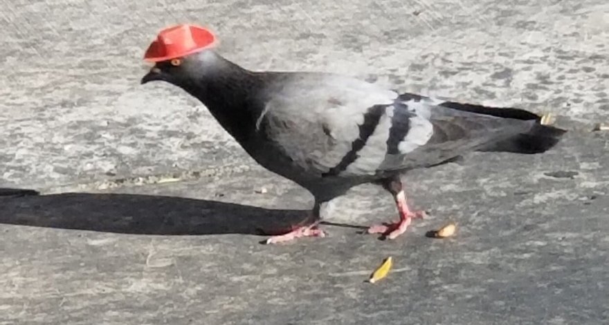 Голуби в Лас-Вегасе облачились в ковбойские шляпы - ВИДЕО