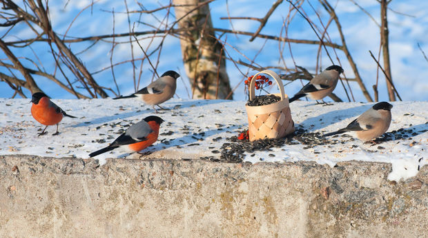 Москвичей предупредили о пьяных птицах