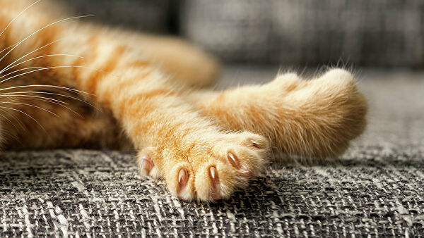 İkibaşlı pişik doğuldu - VİDEO