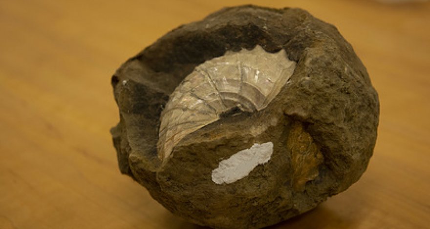 Раскрыта истинная причина исчезновения динозавров