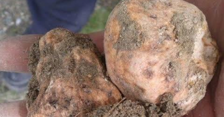 Ərəblər kiloqramını 2000 AVROYA satır - Azərbaycanda bitən QIZIL QİYMƏTİNƏ bitki / Video