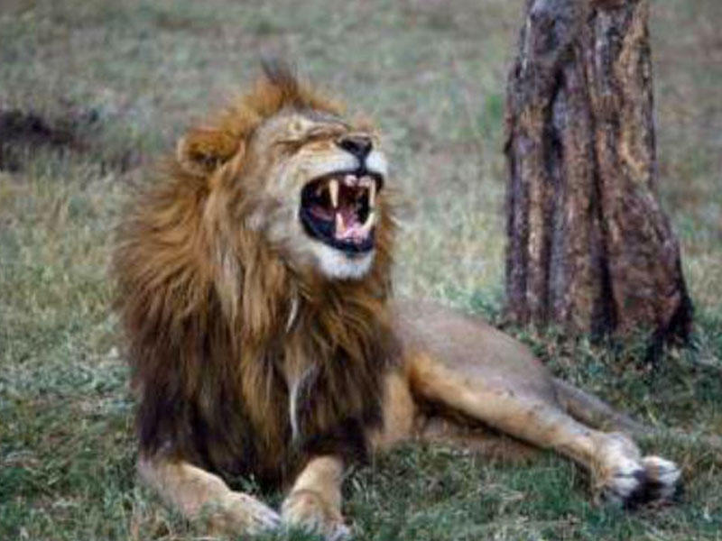 Zooparkda qorxulu anlar - Şir ona yemək verən adamı parçalamaq istədi - VİDEO