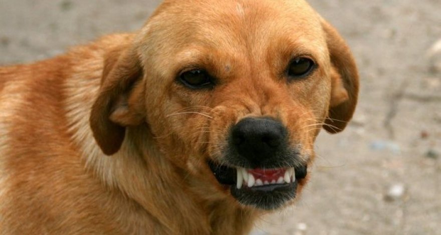 В Загатале 9-летнего ребенка покусала собака