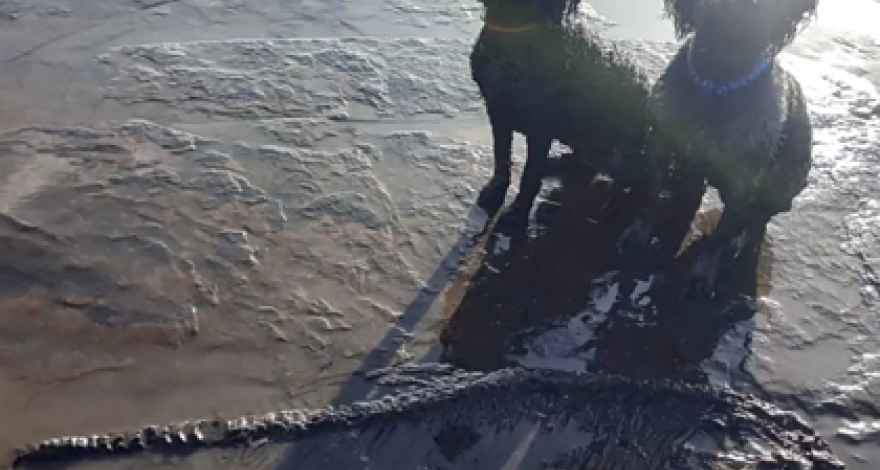 Мужчина гулял с собаками и нашел скелет ихтиозавра времен юрского периода