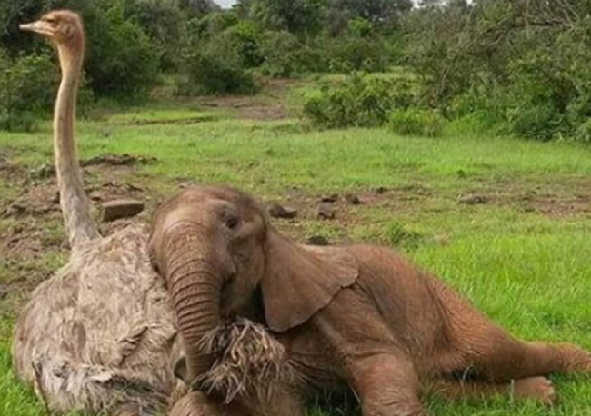 Dəvəquşu fil balasına ANALIQ ETDİ - FOTOLAR