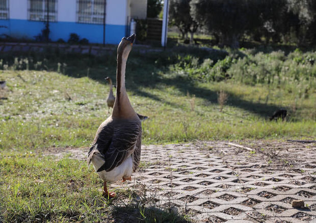 Uşağı dişləyən qazı “sürgün etdilər”