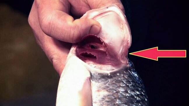 Təzə balığı seçməyin ƏN ASAN yolu - İlk dəfə... / VİDEO