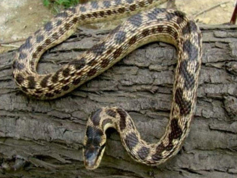 Yeni ilan növü aşkarlandı - Azərbaycanda da rast gəlinir