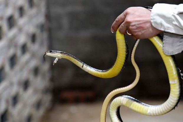 Ядовитая змея часами сидела в работающей посудомоечной машине и выжила - ВИДЕО