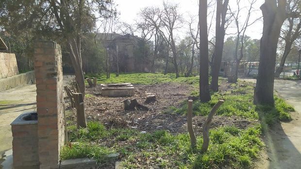 “Luna Park”da ağaclar kütləvi şəkildə məhv edildi - FOTOLAR