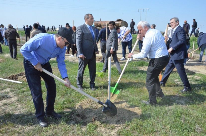 Qobustan qoruğunun ərazisində əkilən 3 mindən çox ağacın hamısı yandı – VİDEO