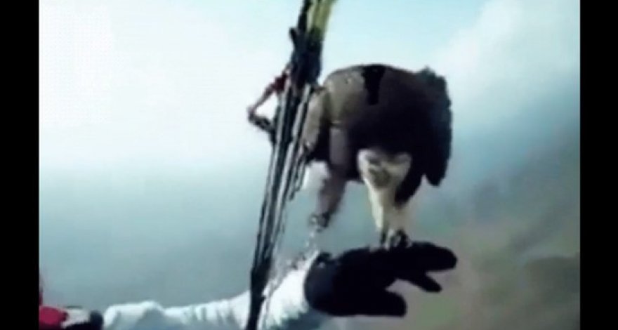 Стервятник решил передохнуть и «приземлился» на парашютиста – ВИДЕО