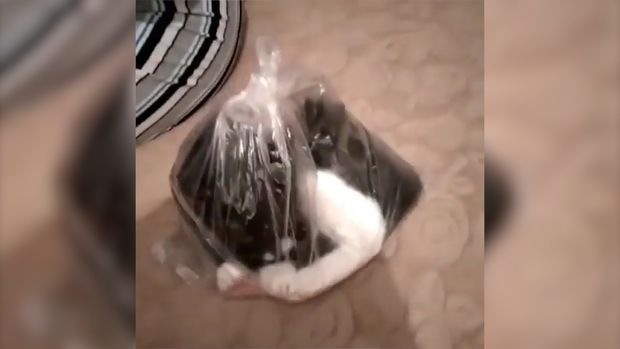 Rusiyada sərxoş şəxslərdən pişiyə qarşı vəhşilik – VİDEO