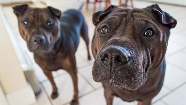 Ученые выяснили, что наличие собаки в доме спасает от шизофрении