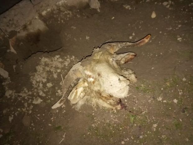 Известной правозащитнице подбросили голову барана - ЭКСКЛЮЗИВ + ФОТО