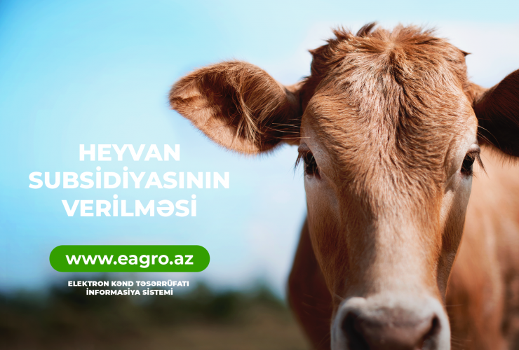 Fermerlər heyvandarlıq sahəsində də subsidiyaları EKTİS-SİS vasitəsilə alacaqlar