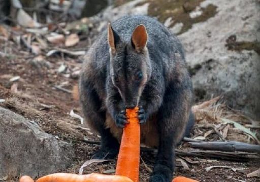Avstraliyada yanğında heyvanların sağ qalması üçün bu üsul seçildi - FOTO