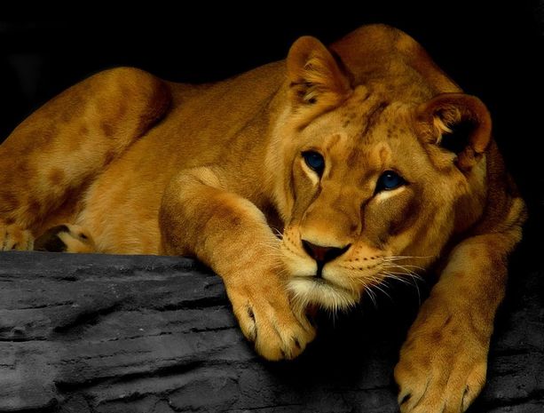 Zooparkdan qaçan cavan şir insanları heyrətləndirdi – VİDEO