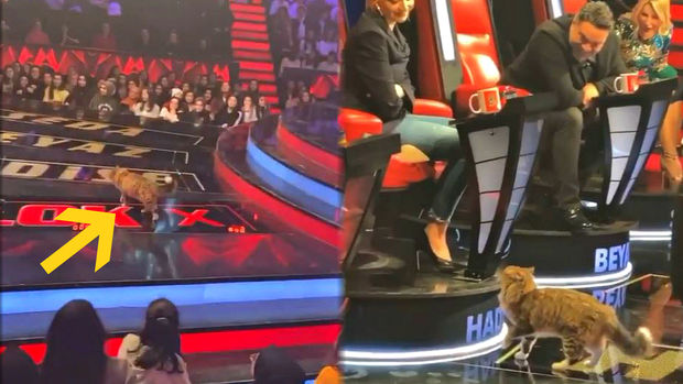“O səs Türkiyə”nin studiyasına girən pişik ortalığı qarışdırdı - VİDEO