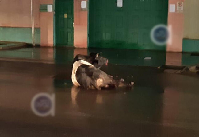 Polis Bakıda insanlara hücum edən dananı güllələdi - VİDEO