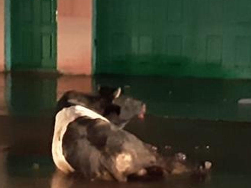 Polis Bakıda insanlara hücum edən dananı güllələdi - VİDEO - FOTO