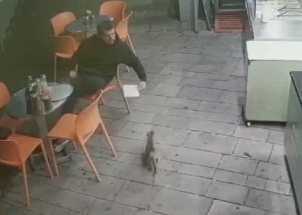 В Израиле изверг искалечил кошку – ВИДЕО