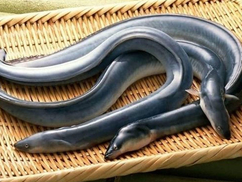 Qəbizliyə qarşı ilanbalıqlarını diri-diri uddu, ölümdən qayıtdı