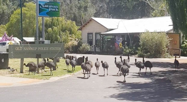 Avstraliyada dəvələrdən sonra dəvəquşular da şəhərlərə hücum etdi - Video