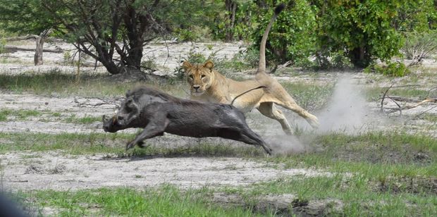 Голодная львица достала бородавочника из-под земли – ВИДЕО