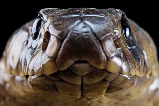 Змея, выползшая из унитаза, заставила женщину в ужасе покинуть квартиру