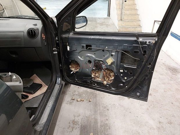 Tısbağaya görə Azərbaycan vətəndaşını Türkiyəyə buraxmadılar - VİDEO