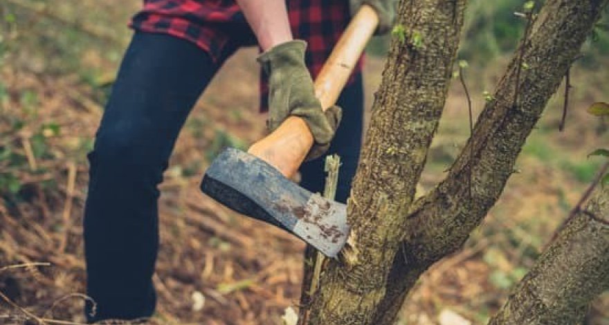 Минэкологии оштрафовало компанию из-за вырубки деревьев