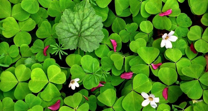 В Азербайджане впервые обнаружена уникальная для Кавказа разновидность клевера