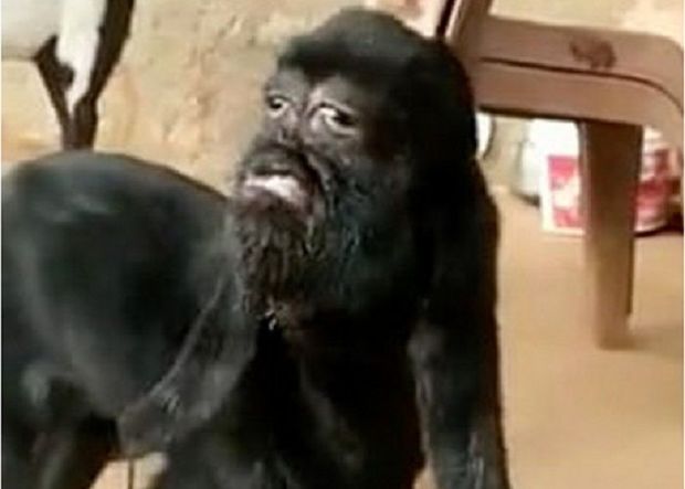 В Индии родился козленок-мутант с «человеческим лицом» - ВИДЕО