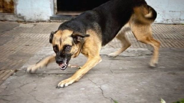 Sərxoş kişinin dişlədiyi it öldü