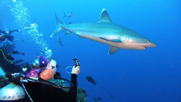 Женщина голыми руками отбилась от акулы – ВИДЕО