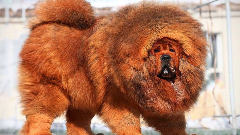 Azərbaycanda 1,5 milyon manata it satılır (FOTO)