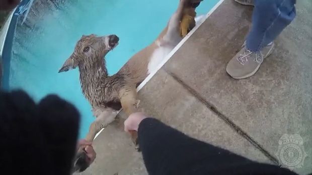 Полицейский пришел на помощь оленю, который упал в бассейн – ВИДЕО